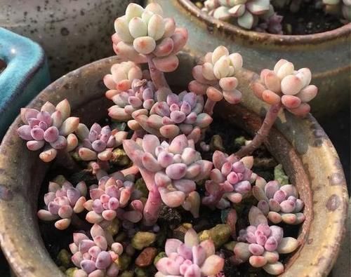  露养■多肉露养好时节：扔外面，1个月没管，美得跟整容了一样！