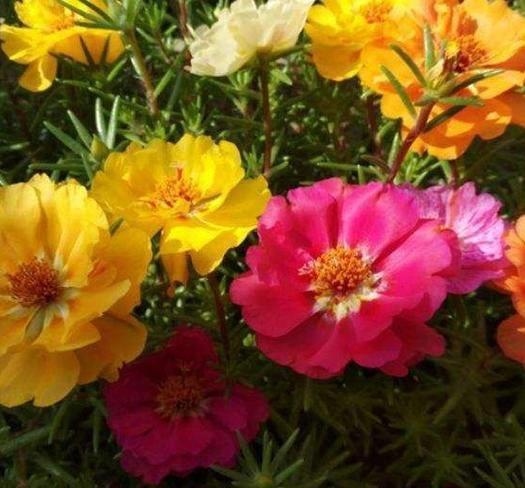 『开花』3种花便宜又好养,有水有光就疯长,花苞窜满枝,开花爆盆美如画