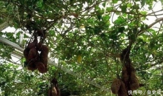 男子去朋友家喝喜酒，看到大棚里面，生长的东西不淡定了