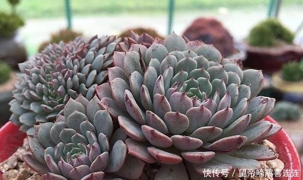  定要注意■如何养好多肉纸风车盆栽？4方面做到''适中''，植株状态贼好
