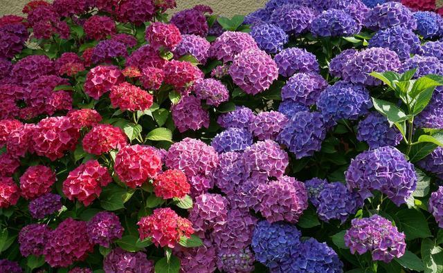 「春天」秋天就扦插“绣球花”,遇土就生根,阳台放不下,春天开成花园