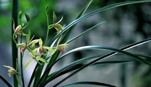  「雅致」兰花配土要注意，教你几招，花开清新雅致