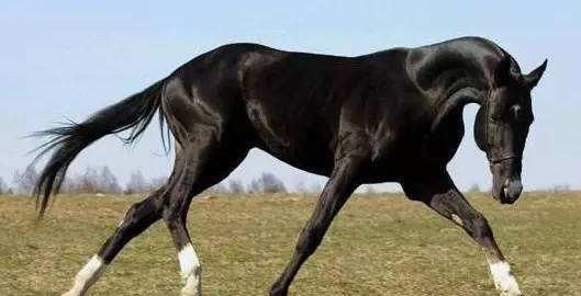  [军事装备]中世纪早期和盛期骑士的武器装备、作战思路和资金来源