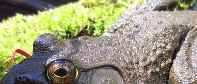  蛙类|石蛙100元一斤，但农民们不太敢养，因为耗费太多