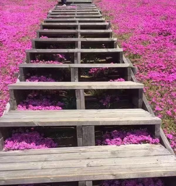  【慎养】这花要慎养，每年砍掉3麻袋，照样蹭蹭长！