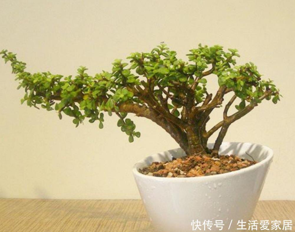  『家庭盆栽』家中养金枝玉叶，到底能不能开花，原来需要满足这些条件