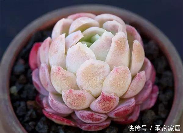 【漂亮】十大最漂亮的多肉植物,推荐景天科最漂亮的十款多肉植物