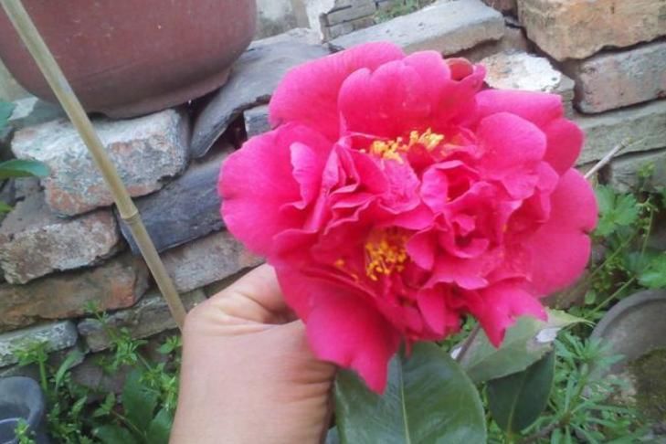  『花色』四种茶花，观赏性强，花期长，花色明亮艳丽