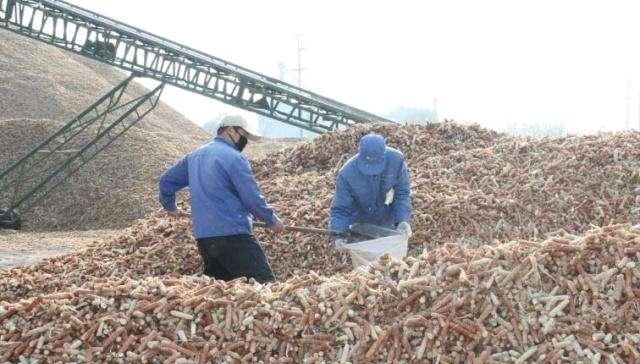  #烧火#农村人用来烧火的玉米芯，如今有人高价收购，为何价值如