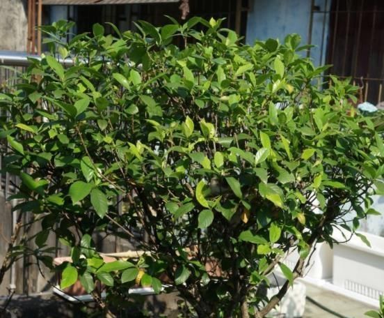  「栀子花」栀子花开，最美的回忆，养好栀子盆栽，这几点尤其要注意