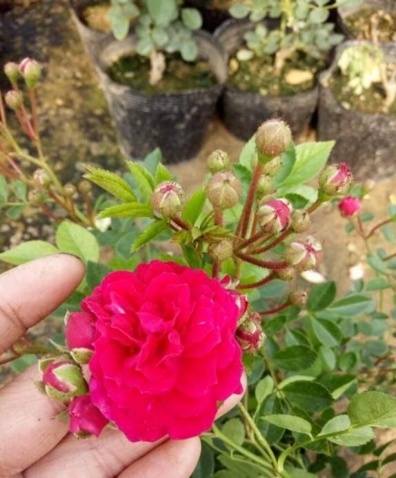 「神气」净化空气,耐寒耐寒,好神气,蔷薇花科红木香,买来一颗闻香气。