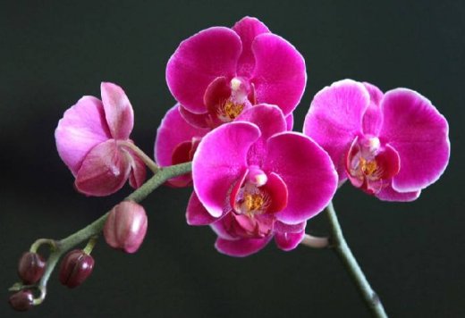 「金钱树」养花就养“高贵”的,叶片茂盛翠绿光亮,颜色众多姹紫嫣红,美!