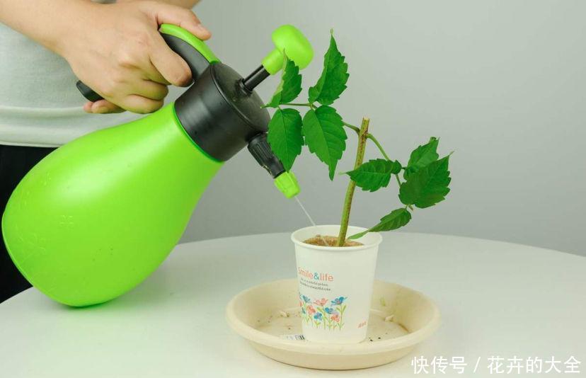 禁忌■养花不能太随意,否则花草浑身难受,几天就死翘翘!