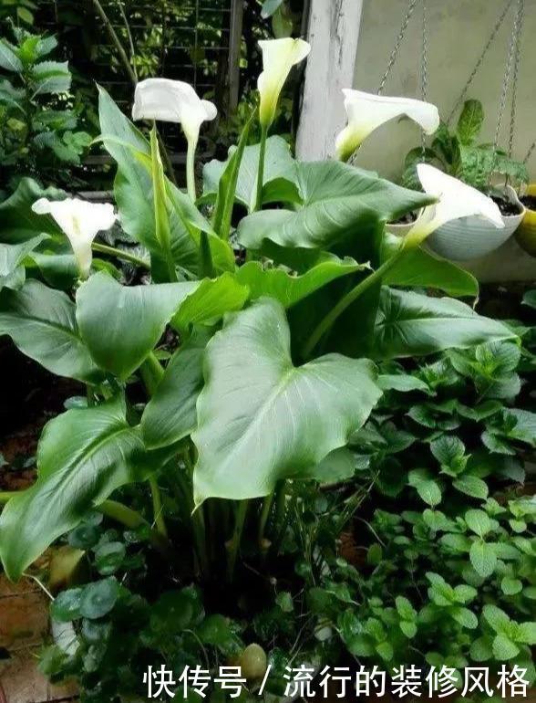 铜钱草:这3种花天天浇水也淹不死,新手养上3周就长满一盆了!