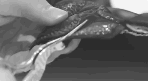 花团包围脸庞，羽毛变成云朵，世界上没有Valentino不敢做的少女