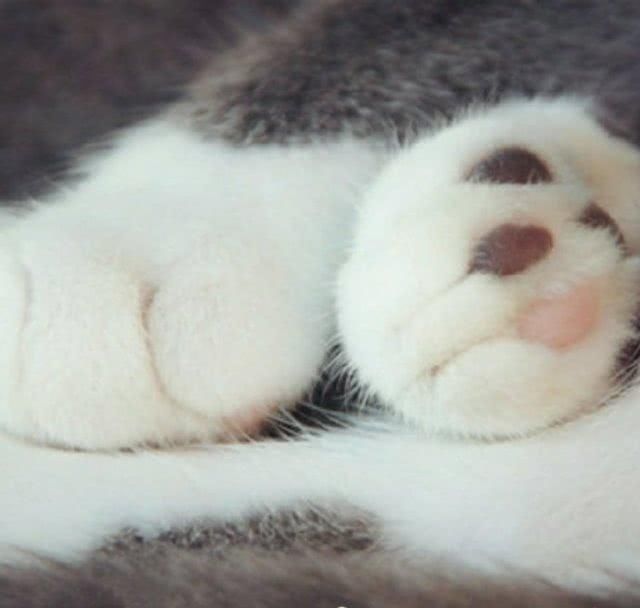  『余生』养着这样一只白白的小猫仔，粉粉的肉垫垫，萌爪爪，度过余生