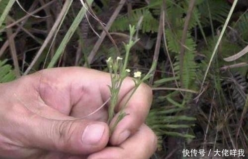 有人|个头小的“1种草”,少有人见到,殊不知是“药材”,上百1斤