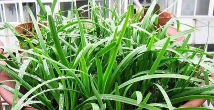  【种植】阳台上最容易种植的“4种蔬菜”生长得快，浇水就行了