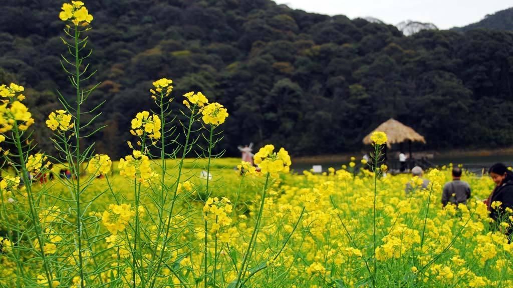  「好运」3月喜事临门的生肖(图)