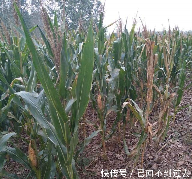 专家今年玉米亩产上千斤,看了下面的照片后专家不说话了！