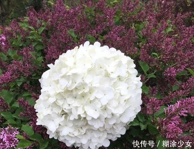  【绣球】1种“绣球树”，每年4月满树开花，1个花朵比脸大，一般人养不了