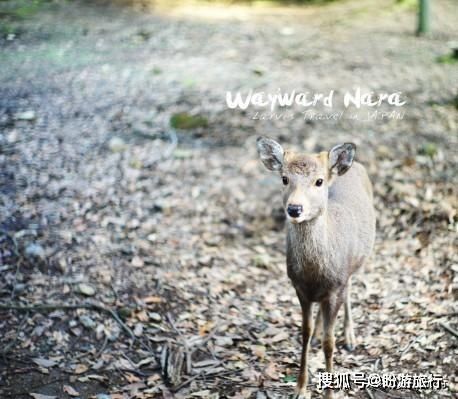  「祈福的灯笼」DAY2日本深度自由行之大阪都门奈良城崎旅行日记