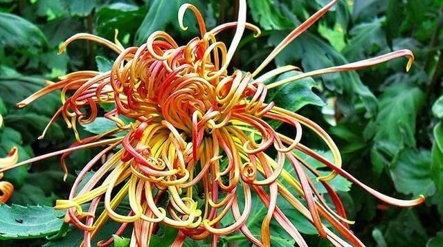  『关东』喜欢菊花，那就养盆优良名菊“关东大侠”，花开爆盆成花海！美