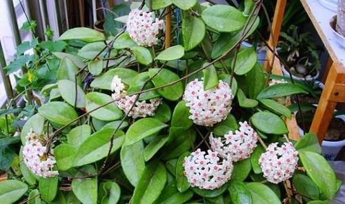  「花开满」养花选它，比绿萝还好养，丢土里就能活，花开满阳台！