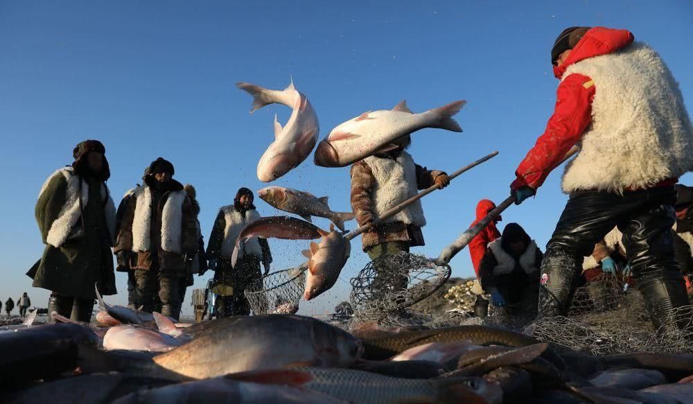  头鱼@“洗澡鱼”？查干湖售300万“天价头鱼”，年捕30万为何没