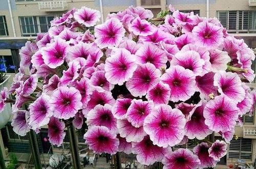  『长寿花』这花就是贱，越不管它越飞速窜芽，一精心照顾却立马嗝屁！