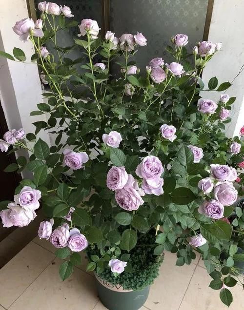 『月季』花色“最赞”的月季,一开就是几十朵,开完一茬又一茬,新手必备