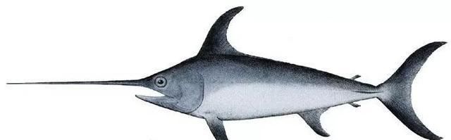  逼近■分享 | 又有一个台风“剑鱼”逼近！未来的天气可能会出现