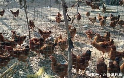  【喂养】想用昆虫养鸡，但是不知如何下手，这几点需要知道