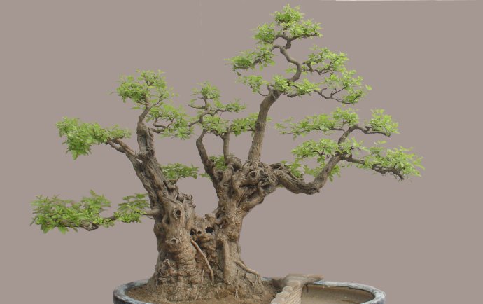  【黄荆】乡下的这棵树到处都长得快又结实，做盆景反而很有价值