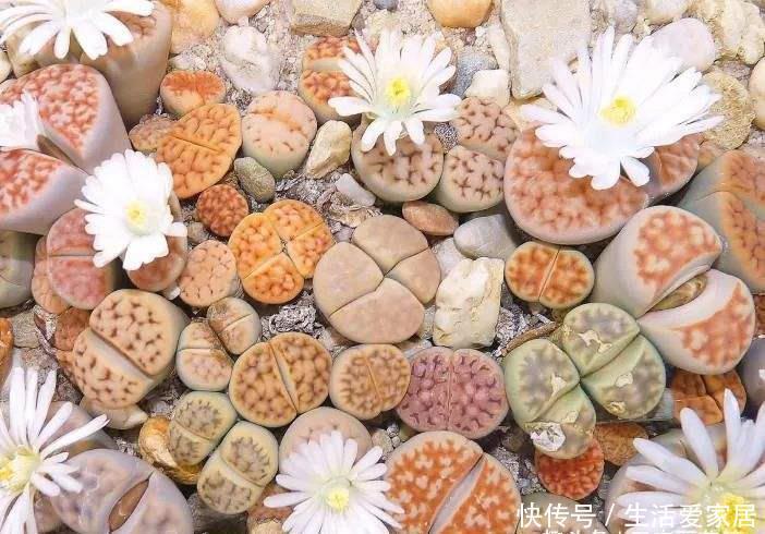 【观赏价值】花卉种植技术：小巧可爱的多肉石生花种类繁多，石生花品种介绍！