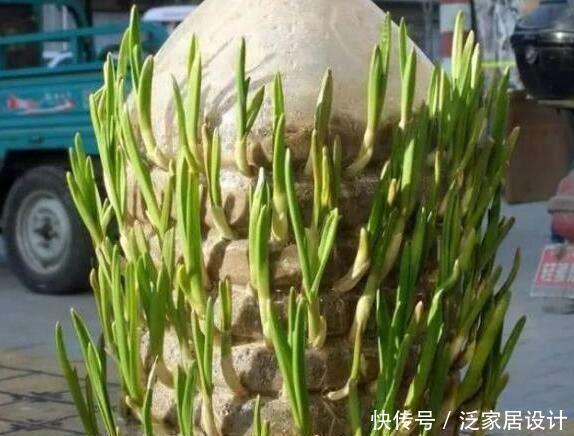  「吃不完」塑料袋子别扔了，像奶奶一样种“辣椒”，一棵结五六