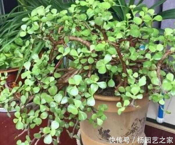 『将齿』如何将齿苋树变成老桩?学会4个养护重点,难度系数可为零