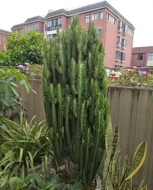  「图片作者」客厅就养这4种花，威武霸气，开花还漂亮！
