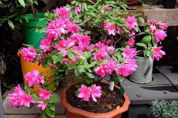  「黄叶」过年买的杜鹃花，干枯黄叶、落花苞？教你5招，养成茂密盆栽