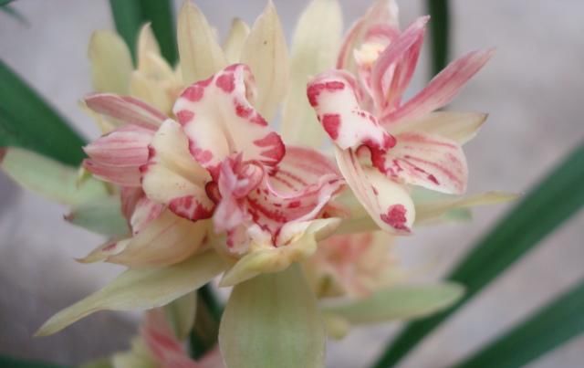  『便宜』这款兰花,花型俏丽,姿态优雅,便宜还好养,是家居盆栽的首选!