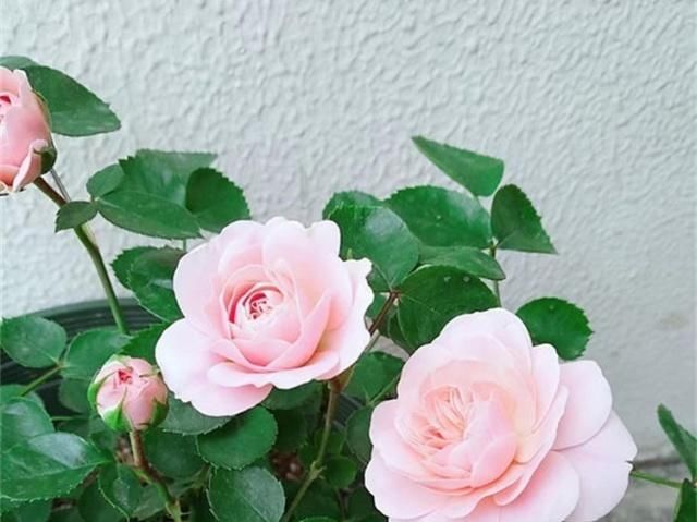 生长发育■夏季养花,三种肥不能用,一用就烂根黄叶,得讲究这些方法技巧