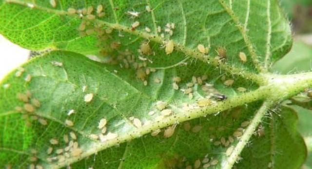 全民@全民养花季,教你6个“养花绝招”,杀害虫促发芽,扦插生根快