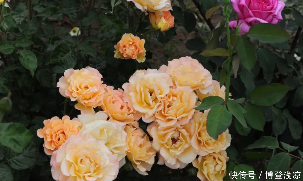 『相拥』郑州绿博园月季花开,云海相拥!