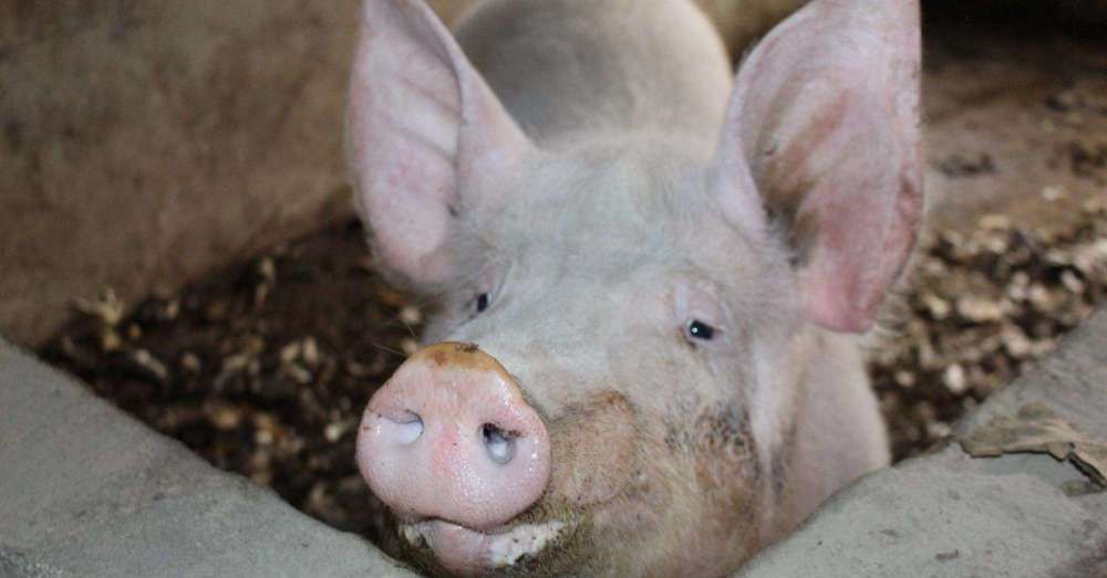  #后厨#以前农村家家都有“泔水猪”，也没出现猪瘟，为啥现在不