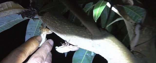 在山东老家林场里捉知了龟，一棵树上能捉10只，1小时捉一大盆