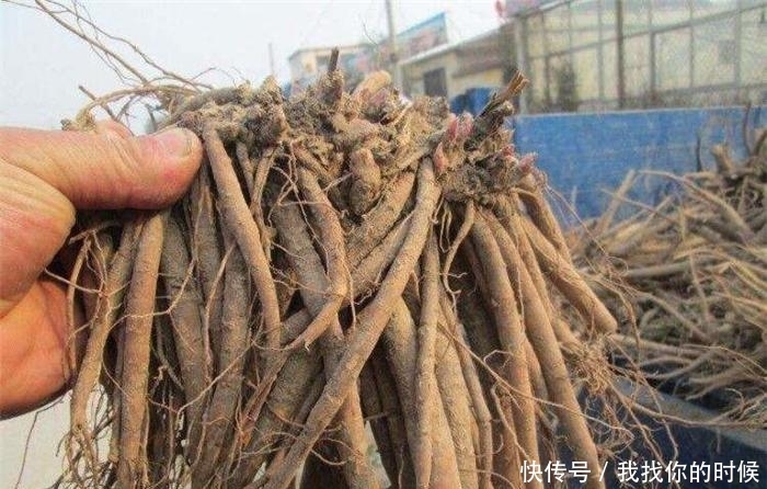 [种植]种植3年才采收，如今却卖不上价，药农：不如当观赏花