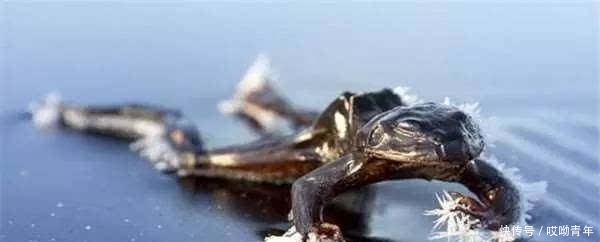 男子在结冰的湖面上溜冰,往湖面下一看,竟让他差点吓到心脏病发