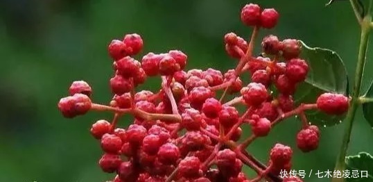  【花椒】什么植物可以做篱笆而且长的快