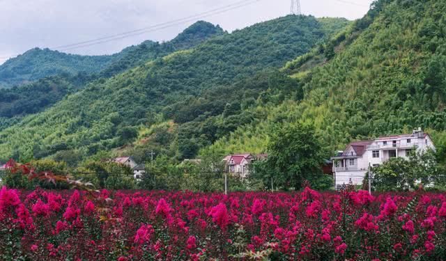 安徽最特别的村子，村民把小河鱼当作宠物养，竟还成了网红景点