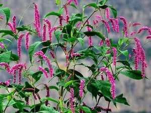 「种子」最漂亮的“狗尾巴”花，花色红艳，一开花到9月，撒把种子长一片